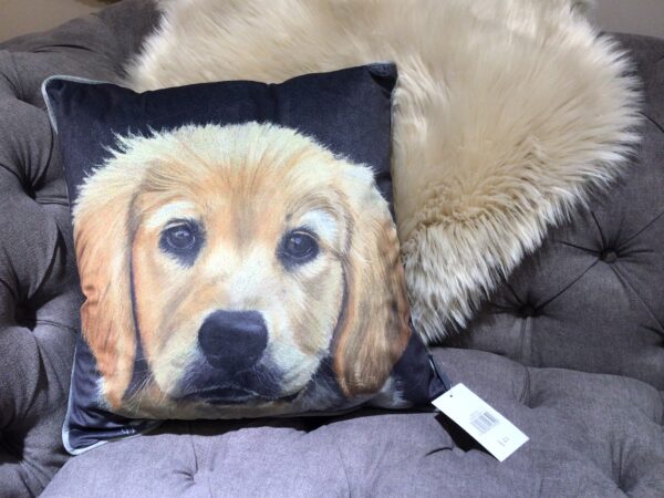 labrador velvet cushion with navy background